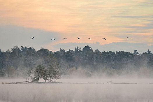 鹤,飞跃,湿地,早晨,下萨克森,德国,欧洲