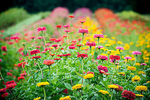 百日菊,花,农场,马里兰,美国