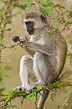 非洲,坦桑尼亚,长尾黑颚猴,国家公园