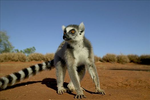 节尾狐猴,狐猴,特写,肖像,脆弱,贝伦提私人保护区,马达加斯加