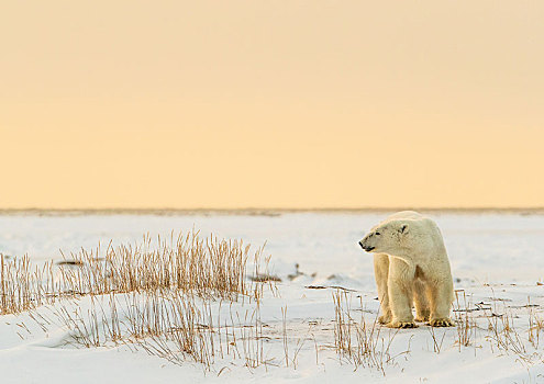 北极熊,幼兽,雄性,黄昏,阳光,西部,哈得逊湾,丘吉尔市,曼尼托巴,加拿大,北美