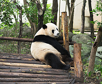 熊猫,大熊猫,国宝,竹子