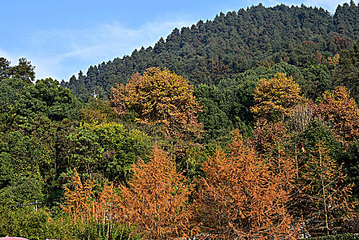 贵州遵义凤凰山国家森林公园
