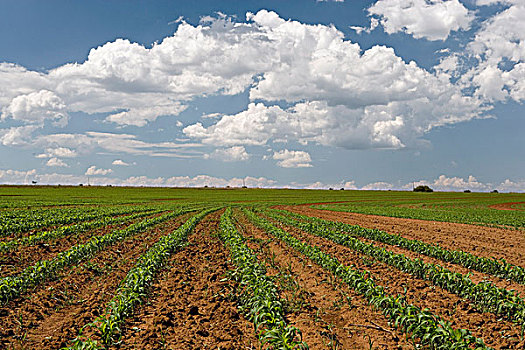 玉米田,西北省,南非