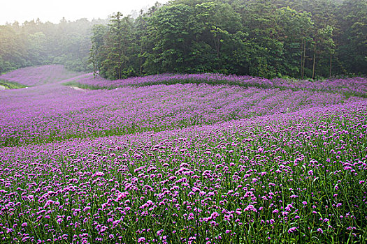 谷里香草园