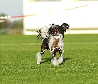 中国冠毛犬