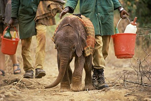 非洲象,孤儿,四个,老,看护,东察沃国家公园,肯尼亚