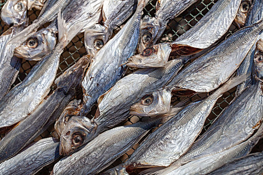 海边晾晒的海鲜食品马鲛鱼鱼干