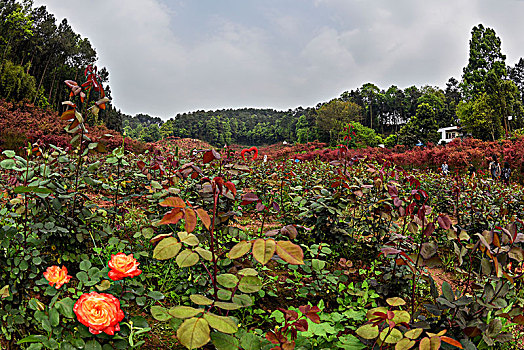 重庆南湖多彩植物园风光
