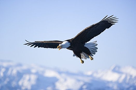 白头鹰,飞行,本垒打,阿拉斯加,美国