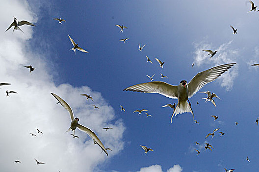 北极燕鸥,成群,防守,鸟窝,飞,欧洲