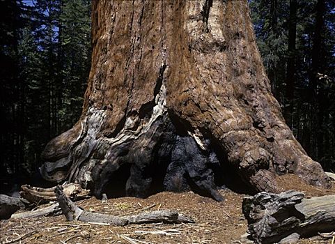 巨大,巨杉,国家公园,加利福尼亚,美国