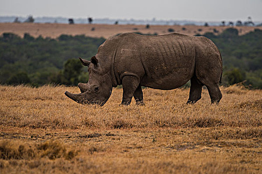 肯尼亚山国家公园白犀牛