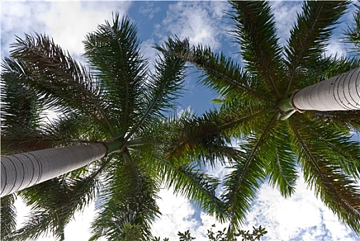棕榈树,佛罗里达