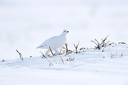 柳雷鸟,白色,羽毛,冰冻,雪,北极,苔原,阿拉斯加,美国