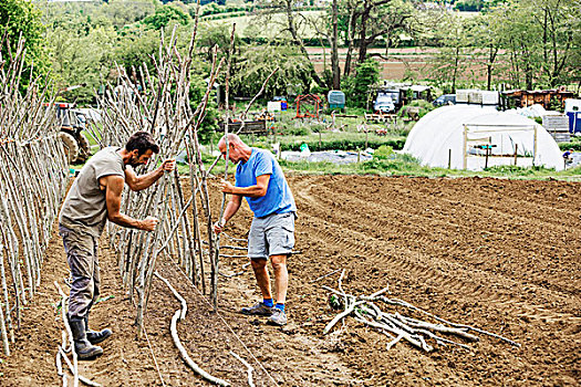 两个男人,工作,菜园,分类,系,豌豆,棍,植物