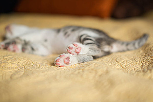 小,灰色,白色,小猫,躺着,床