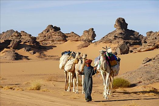 柏柏尔人,骆驼,岩石,沙漠,利比亚