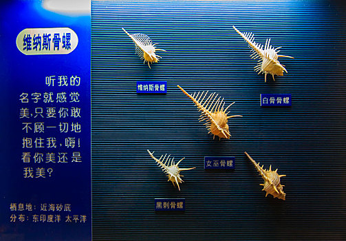 海螺,贝壳,标本,展示,室内,海洋