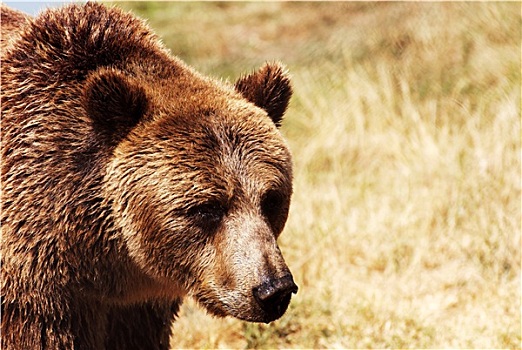 大灰熊,自然环境