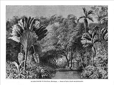 植物园,马提尼克岛,19世纪,艺术家