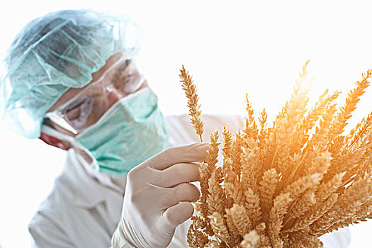 科学家,检查,茎,小麦