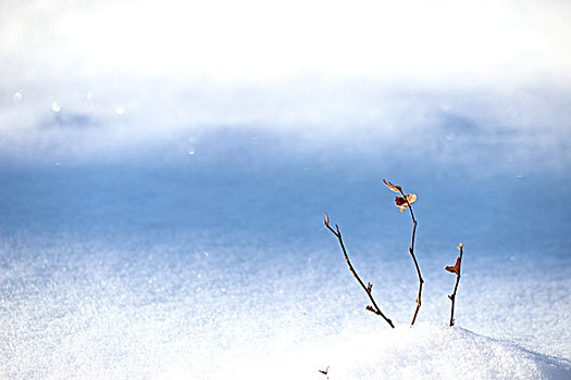 冬季,雪,影