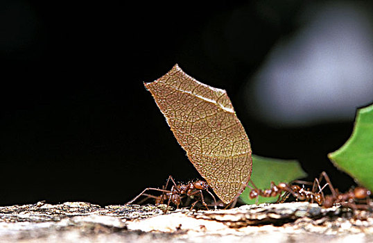 蚂蚁,成年,哥斯达黎加