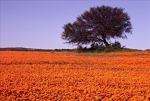 树,野花,区域,南非