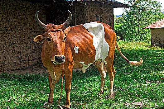 家牛,褐色,白色,母牛,拴系,户外,小屋,乡村,西部,肯尼亚,非洲