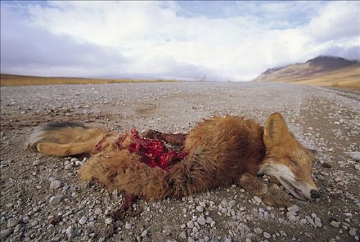 红狐,狐属,杀死,卡车,公路,北方,斜坡,阿拉斯加