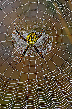 园蛛,雌性,露珠,蜘蛛网,安大略省,加拿大