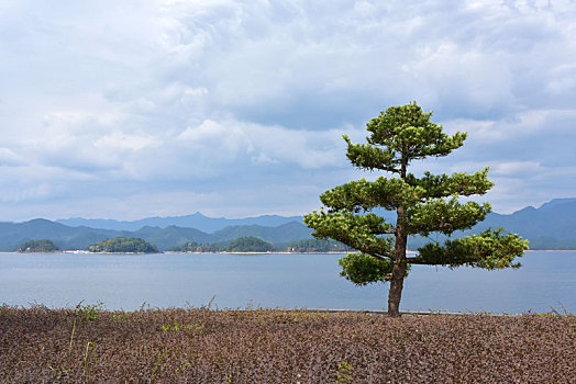 千岛湖岸上的松树