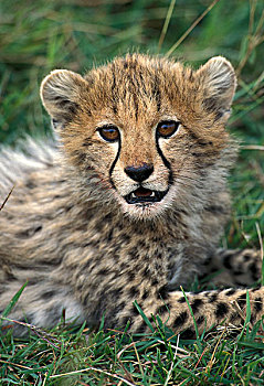 印度豹,猎豹,头像,幼兽,肯尼亚