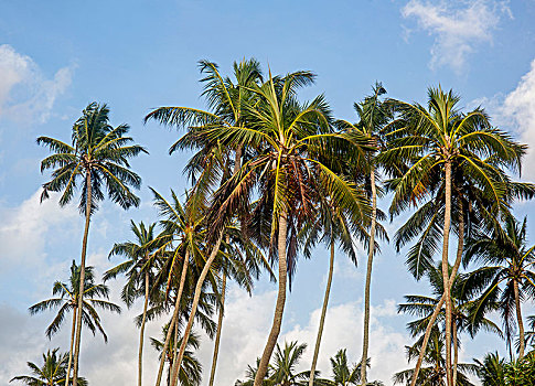 椰树,蓝天,斯里兰卡,亚洲