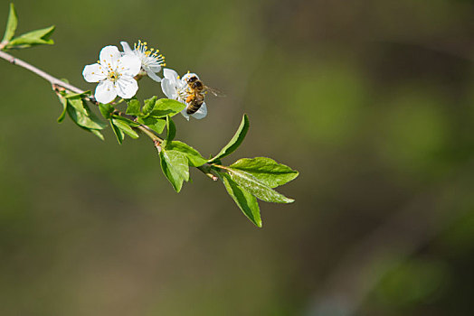 特写,蜜蜂,树,花