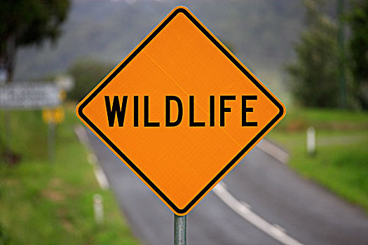 动物,道路,警告标识,交通标志,澳大利亚