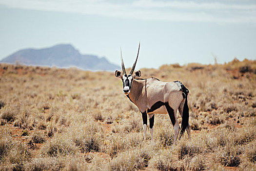 长角羚羊,纳米比亚