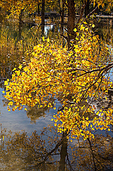 秋天的胡杨树林和池塘倒影