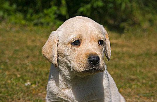 黄色拉布拉多犬,小动物,头像,英格兰,英国,欧洲