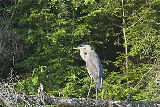 大蓝鹭,阿尔冈金省立公园,安大略省,加拿大