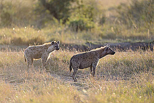 斑鬣狗,笑,鬣狗,早晨,亮光,马赛马拉国家保护区,肯尼亚,非洲