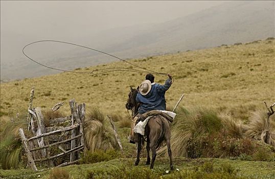 牛仔,乘,庄园,牧群,牛,练习,套索,安迪斯山脉,厄瓜多尔