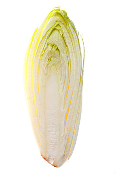 菊苣,切片