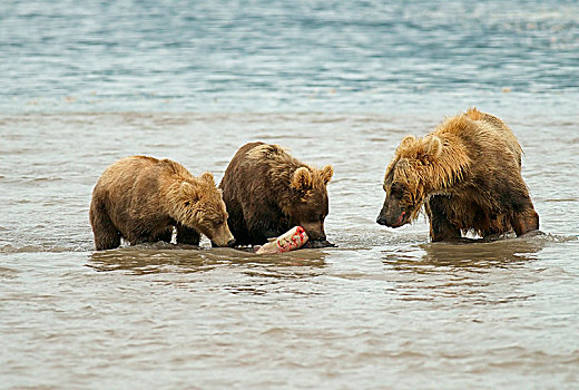 棕熊,女性,捕鱼,三文鱼,幼兽,湖,堪察加半岛,俄罗斯,欧洲
