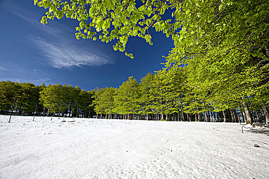 雪,树林,山,黑森林,巴登符腾堡,德国,欧洲