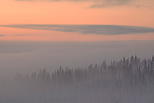 树,雾,国家公园,拉普兰,芬兰,欧洲