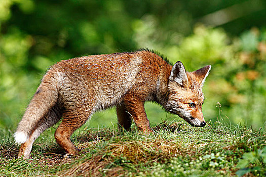 红色,狐狸,幼兽,站立,草地,嗅
