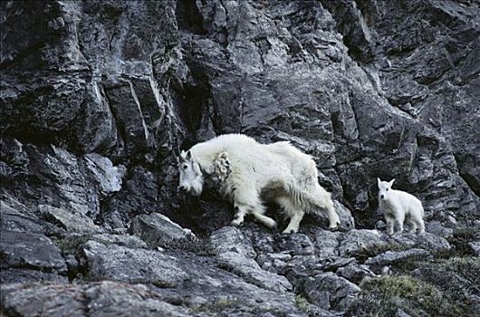 石山羊,雪羊,母兽,陡峭,山坡,班芙国家公园,落基山脉,加拿大