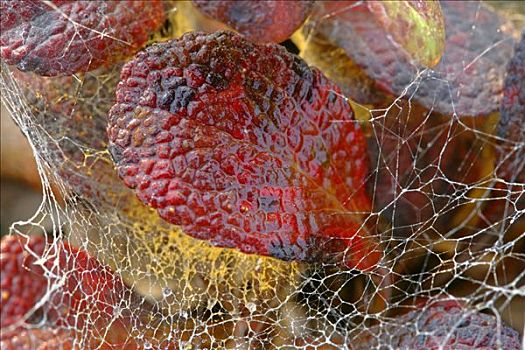 蜘蛛网,红色,彩色,离开,德纳里峰,国家公园,阿拉斯加,美国